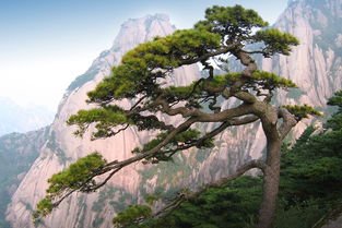 The Mystical Power of Pine Trees: An Eternal Symbol in Chinese Culture and Feng Shui